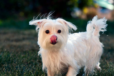Top 10 Favorite White Dog Breeds