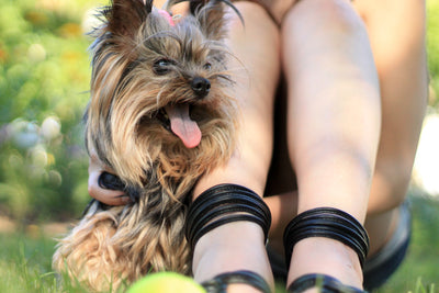 7 Reasons Your Dog is Better Than a Boyfriend