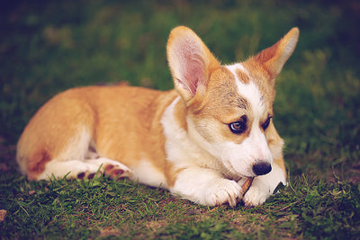 Can Dogs Really Get Ear Infections?