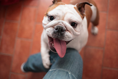 The Importance of a Bulldog Face Wash
