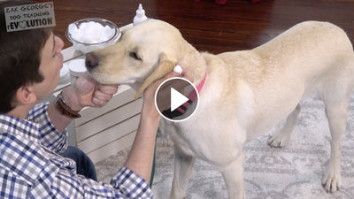Zak George: How to Teach Your Dog to LOVE Having their Ears Cleaned!